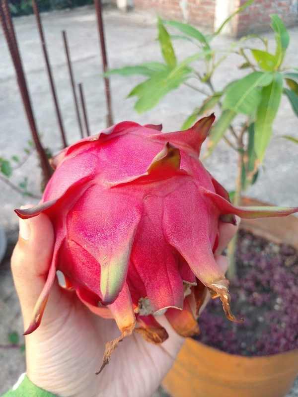  Dragon  ( Blood Marry  Red )  - 2 Plants 