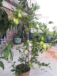 Seedless Lemon