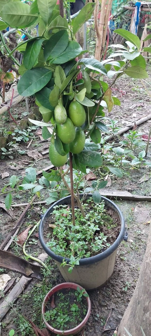Seedless Lemon