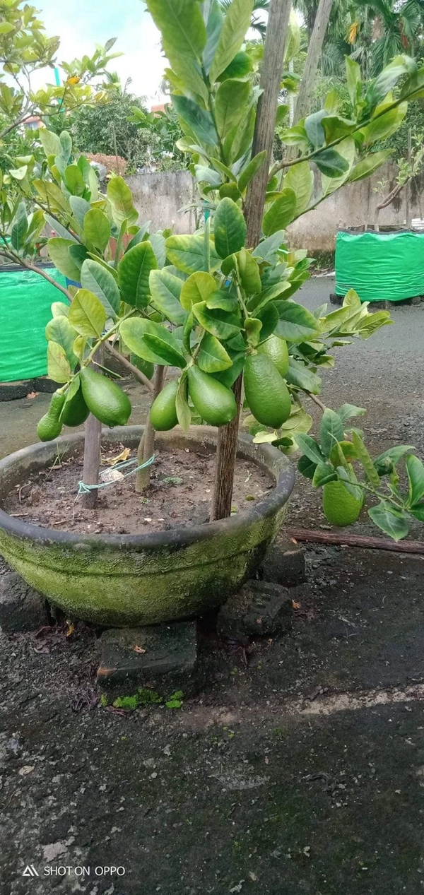 Seedless Lemon