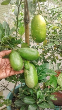 Seedless Lemon