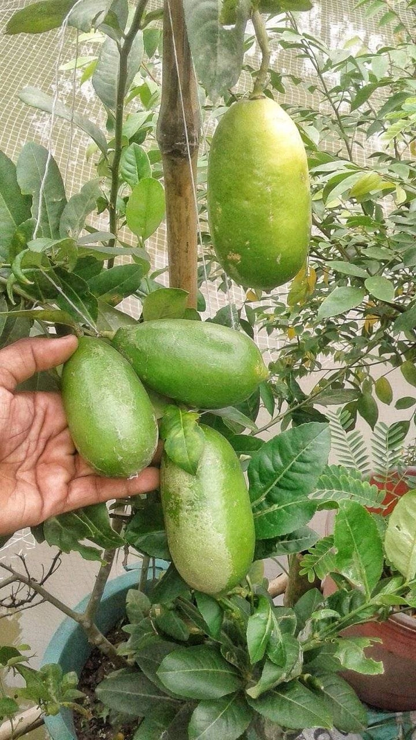 Seedless Lemon