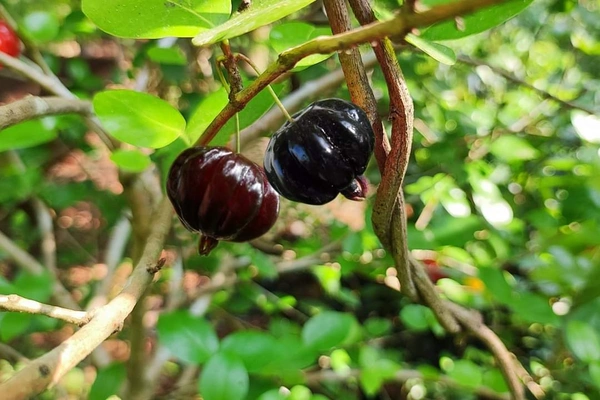 Black Surinam Cherry 