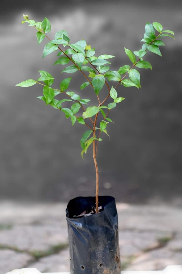 Black Surinam Cherry 