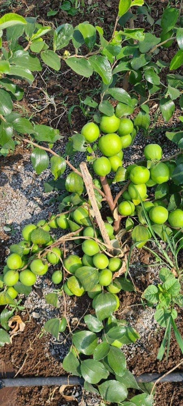 Green Thai Apple Ber