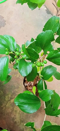 Green Thai Apple Ber