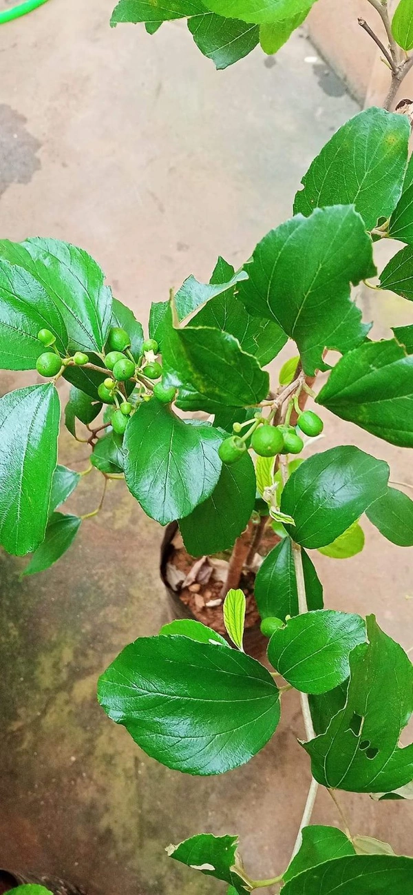 Green Thai Apple Ber