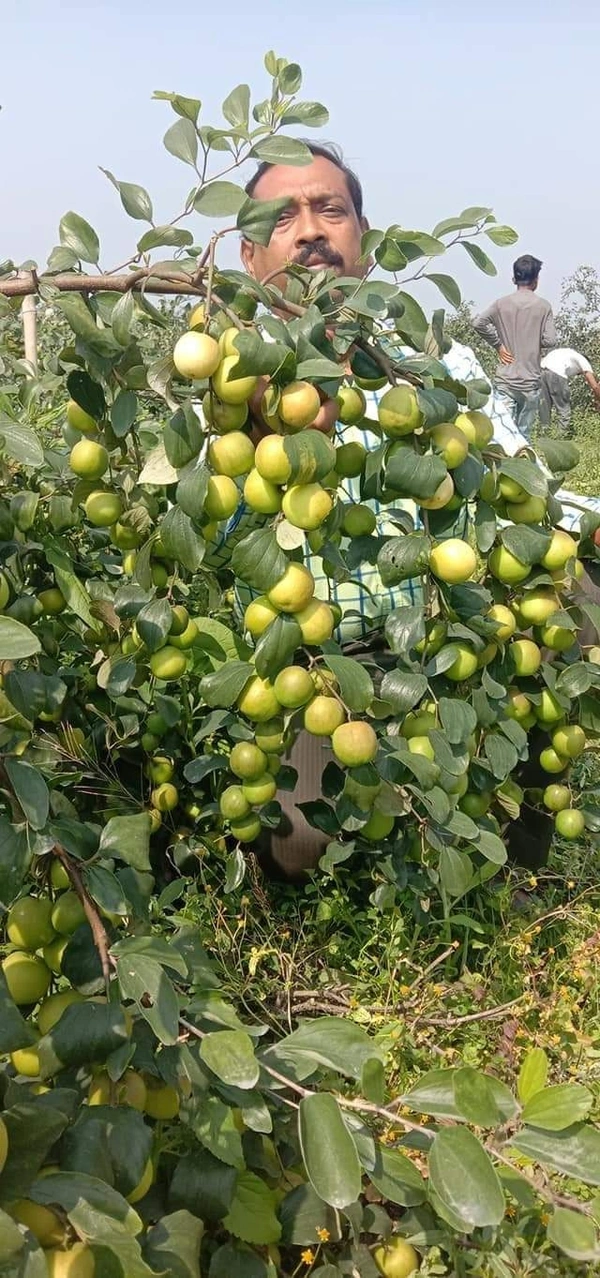 Ball Sundari Apple Ber 