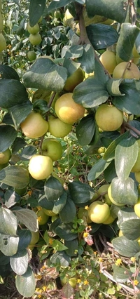 Ball Sundari Apple Ber 