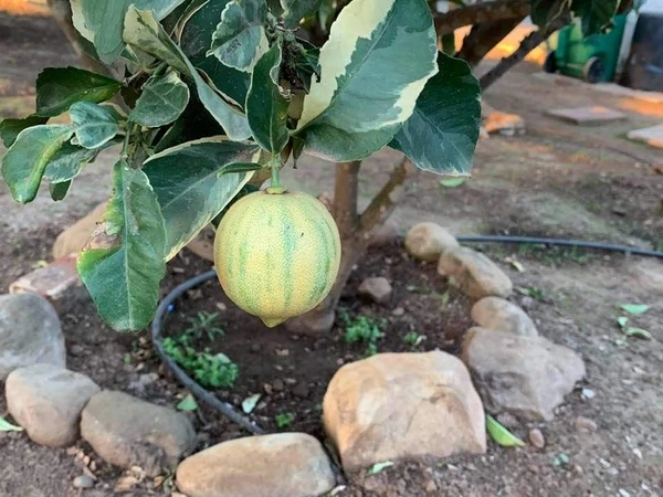 Variegated Kagzi Lemon
