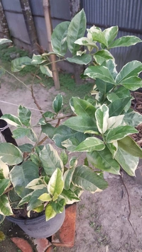 Variegated Kagzi Lemon