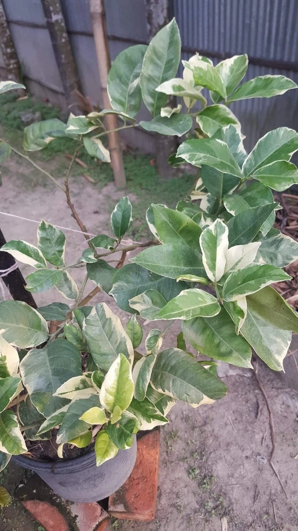 Variegated Kagzi Lemon