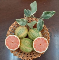 Variegated Kagzi Lemon