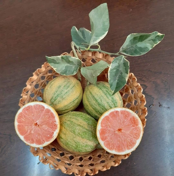 Variegated Kagzi Lemon