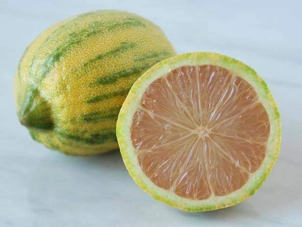 Variegated Kagzi Lemon