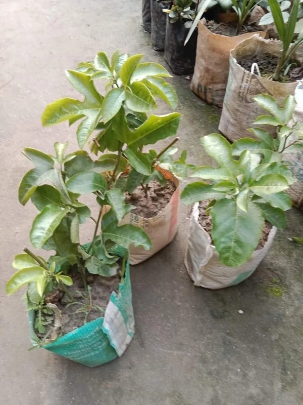 Passion Fruit