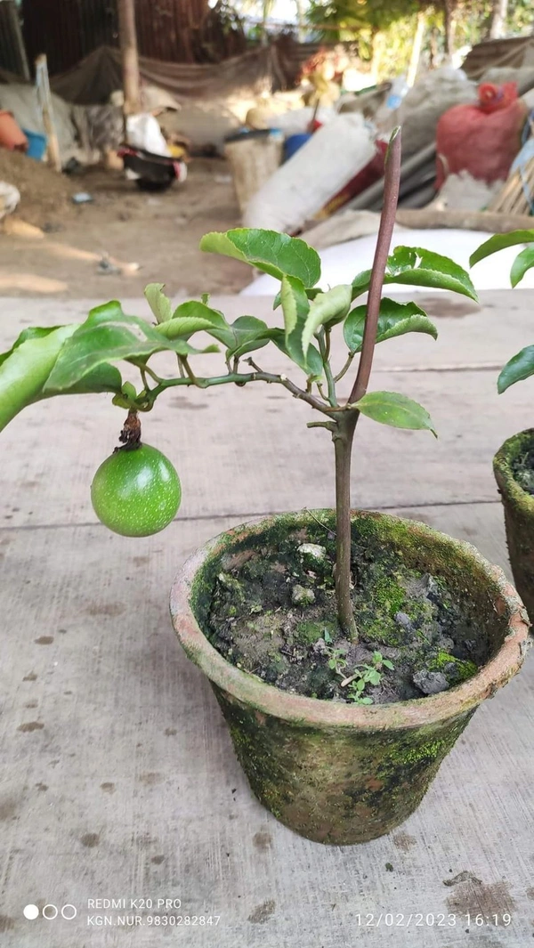 Passion Fruit