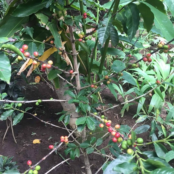 Coffee Plant (Arabian Robasta)