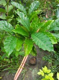 Coffee Plant (Arabian Robasta)