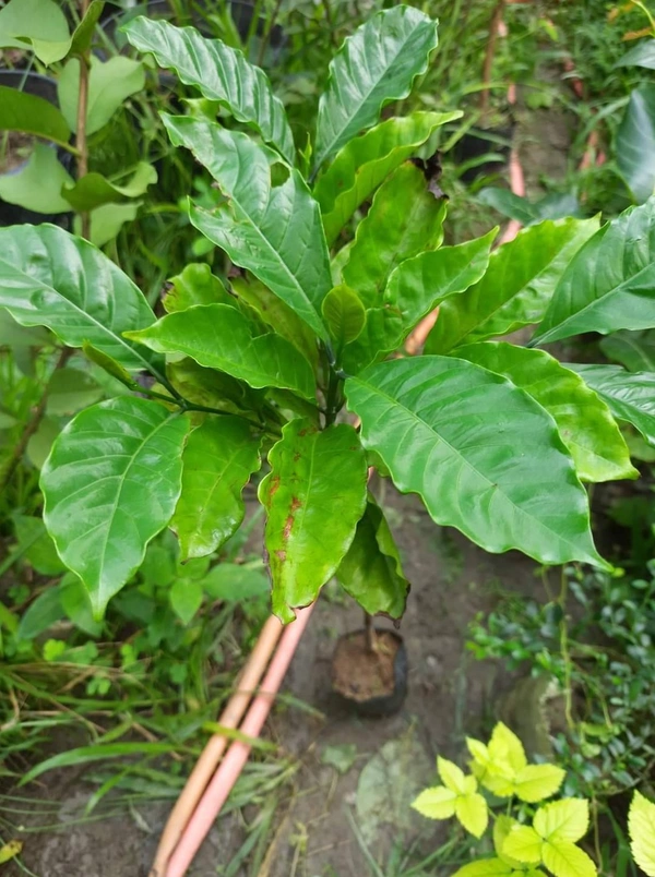 Coffee Plant (Arabian Robasta)