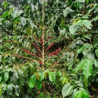 Coffee Plant (Arabian Robasta)