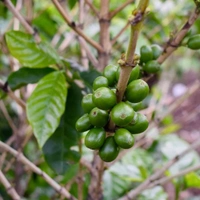 Coffee Plant (Arabian Robasta)