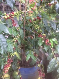 Coffee Plant (Arabian Robasta)