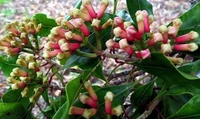 Clove (Lavanga)