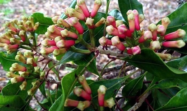 Clove (Lavanga)