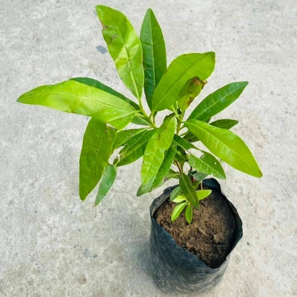 Clove (Lavanga)
