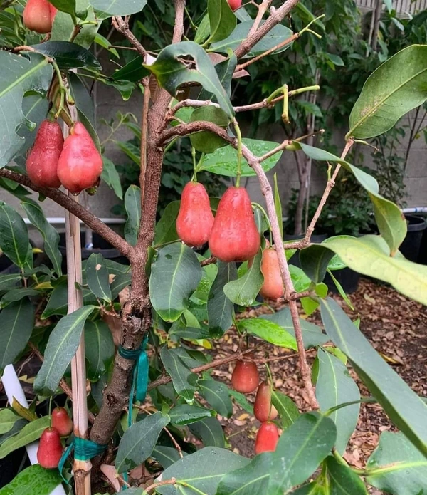 Red Wax Apple