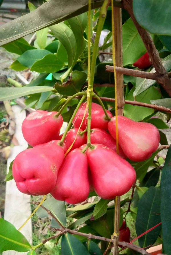 Red Wax Apple