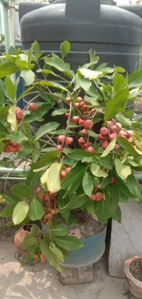 Red Water Apple