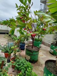 Red Water Apple