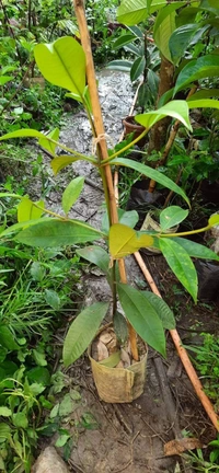 Mangoesteen