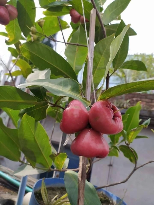 Red Water Apple