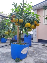 Pakisthani Kinnu Orange 