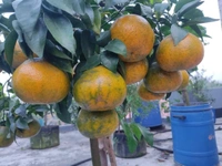 Pakisthani Kinnu Orange 