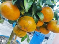 Pakisthani Kinnu Orange 