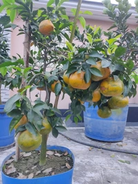Pakisthani Kinnu Orange 