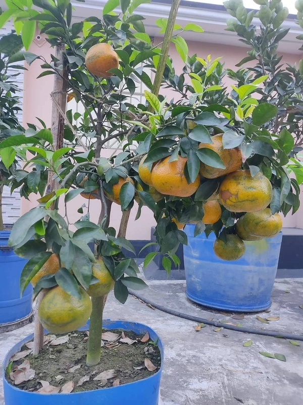 Pakisthani Kinnu Orange 