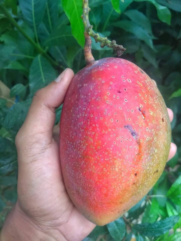 Taiwan Red Mango