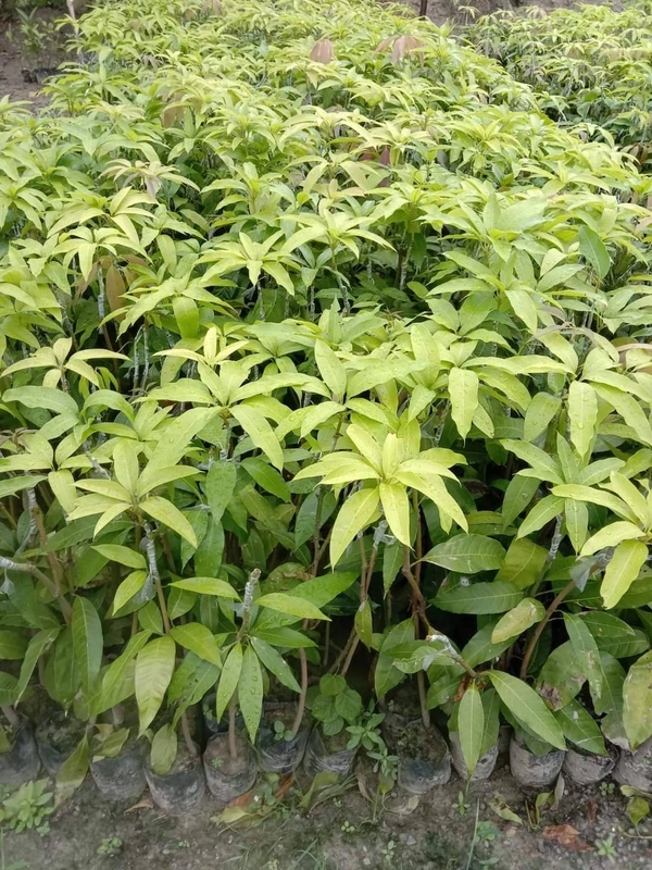 Taiwan Red Mango