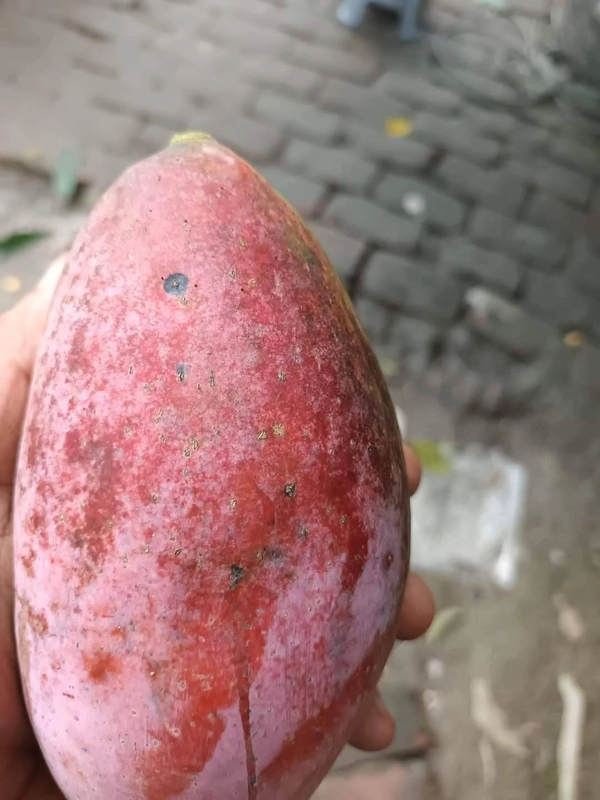 Taiwan Red Mango