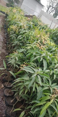 Taiwan Red Mango