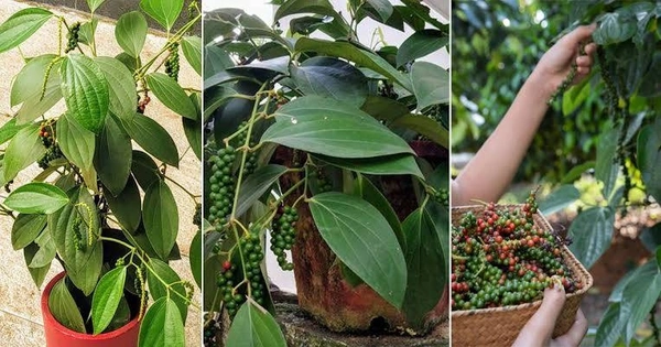 Blackpepper 