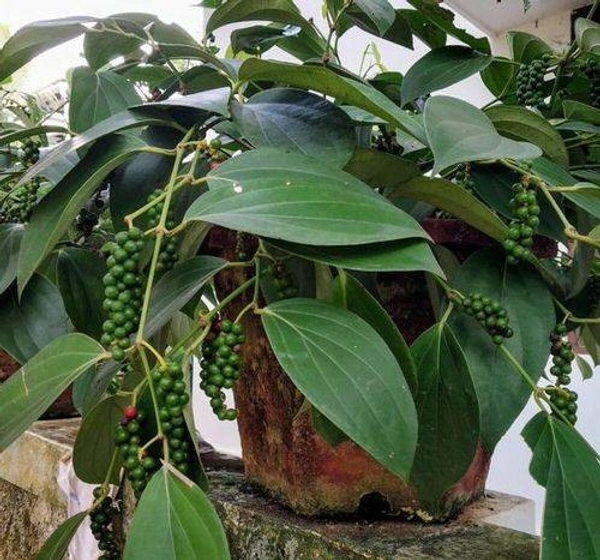 Blackpepper 