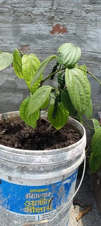 Blackpepper 
