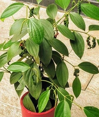 Blackpepper 