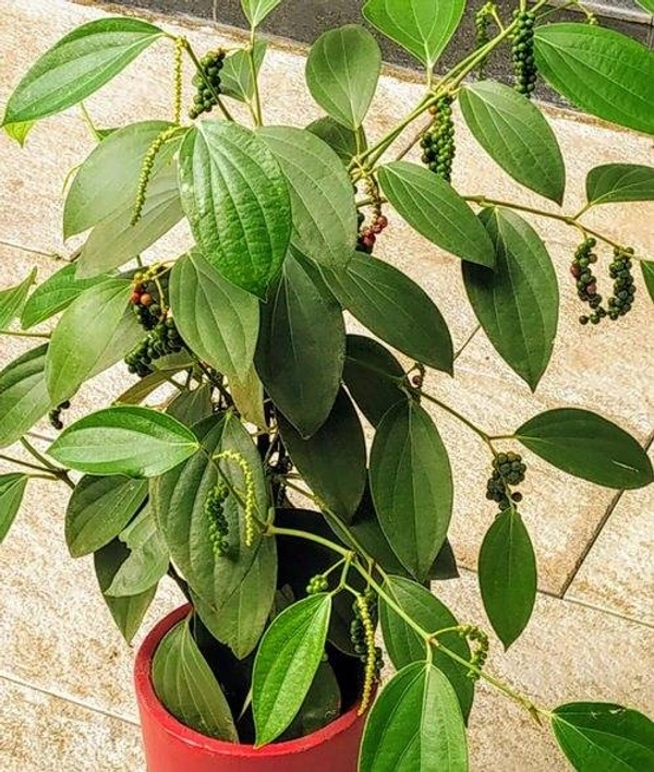 Blackpepper 